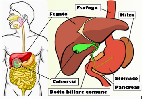 L’automassaggio per stomaco, milza, pancreas ed intestino
